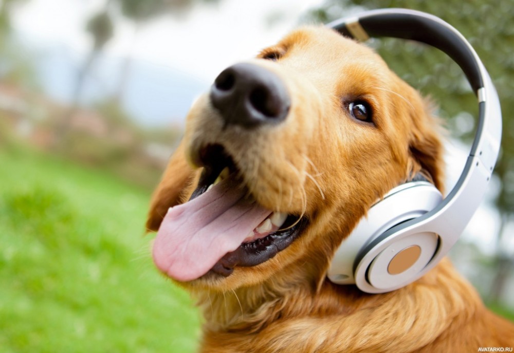 Любимая песня вашего питомца: как музыка влияет на животных
