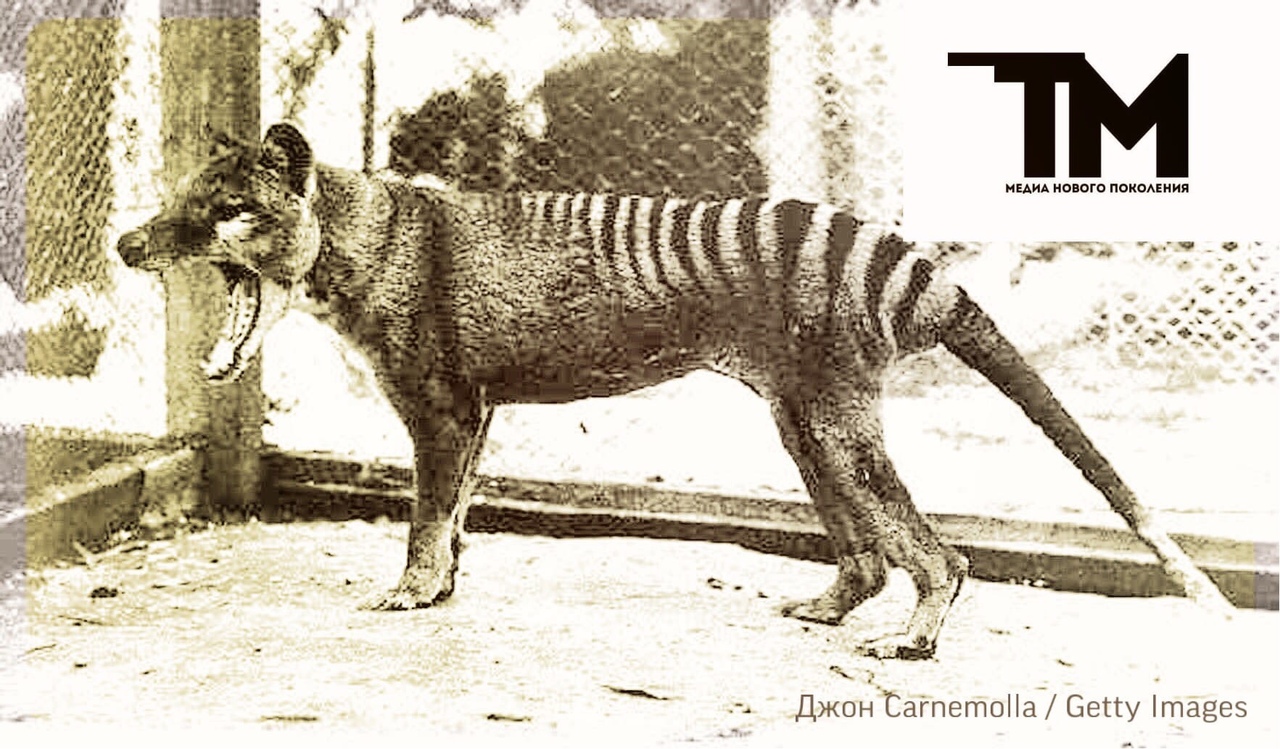 Последний тасманийский волк: 90 лет со дня убийства