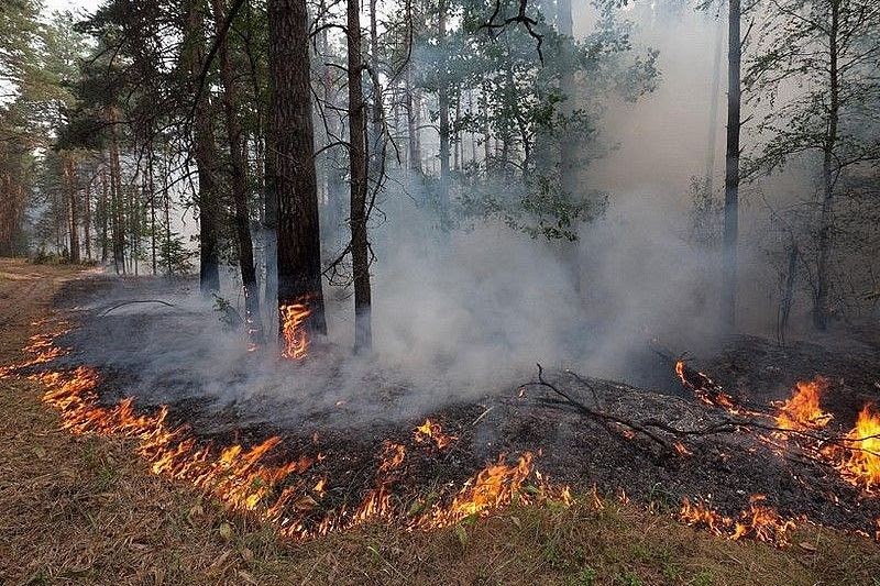Количество лесных пожаров на Юге России в 2020 выросло на треть