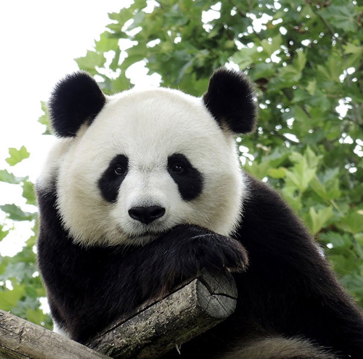 Большие панды больше не являются вымирающим видом